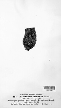 Image of Catapyrenium michelii